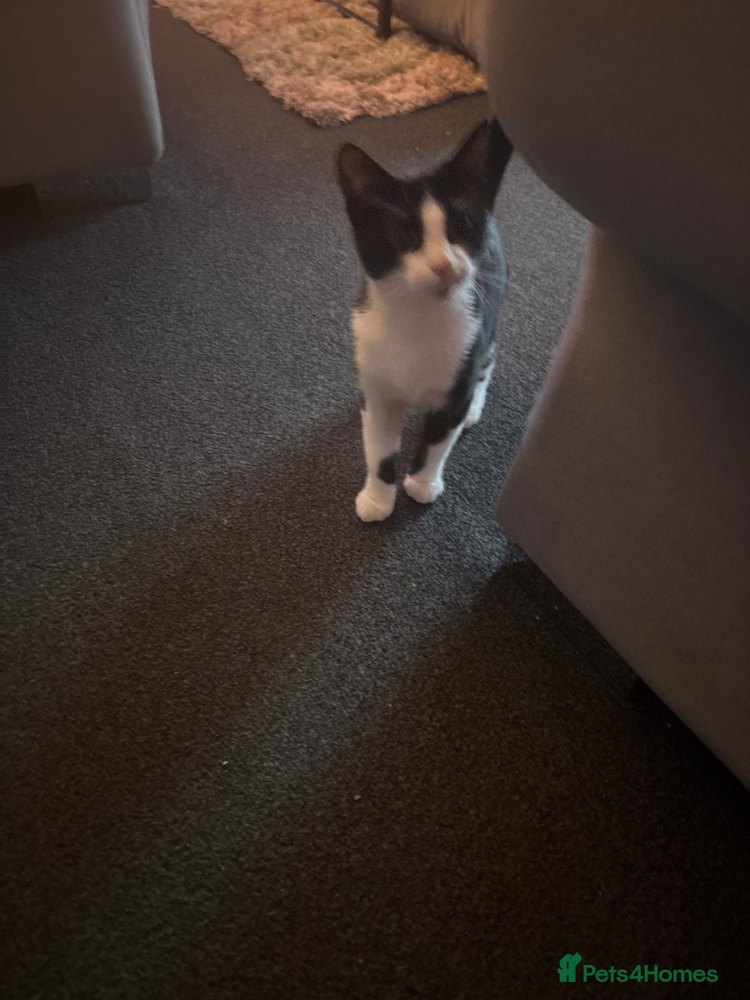 Domestic Shorthair cats for sale: Kitten for sale  - Image 3