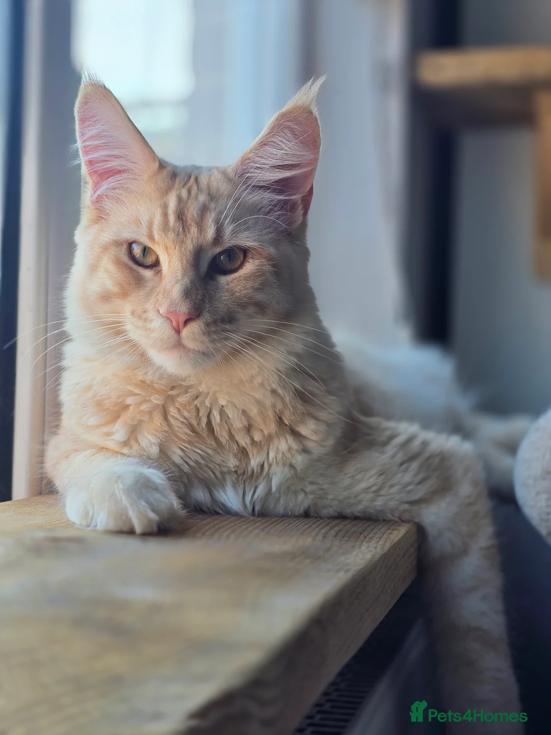 Maine Coon cats for stud: Mainecoon stud  - Advert 1