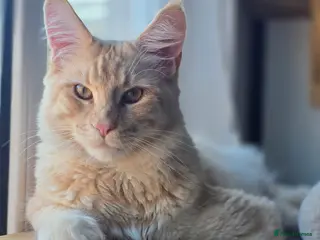 Maine Coon cats Mainecoon stud - Advert 5