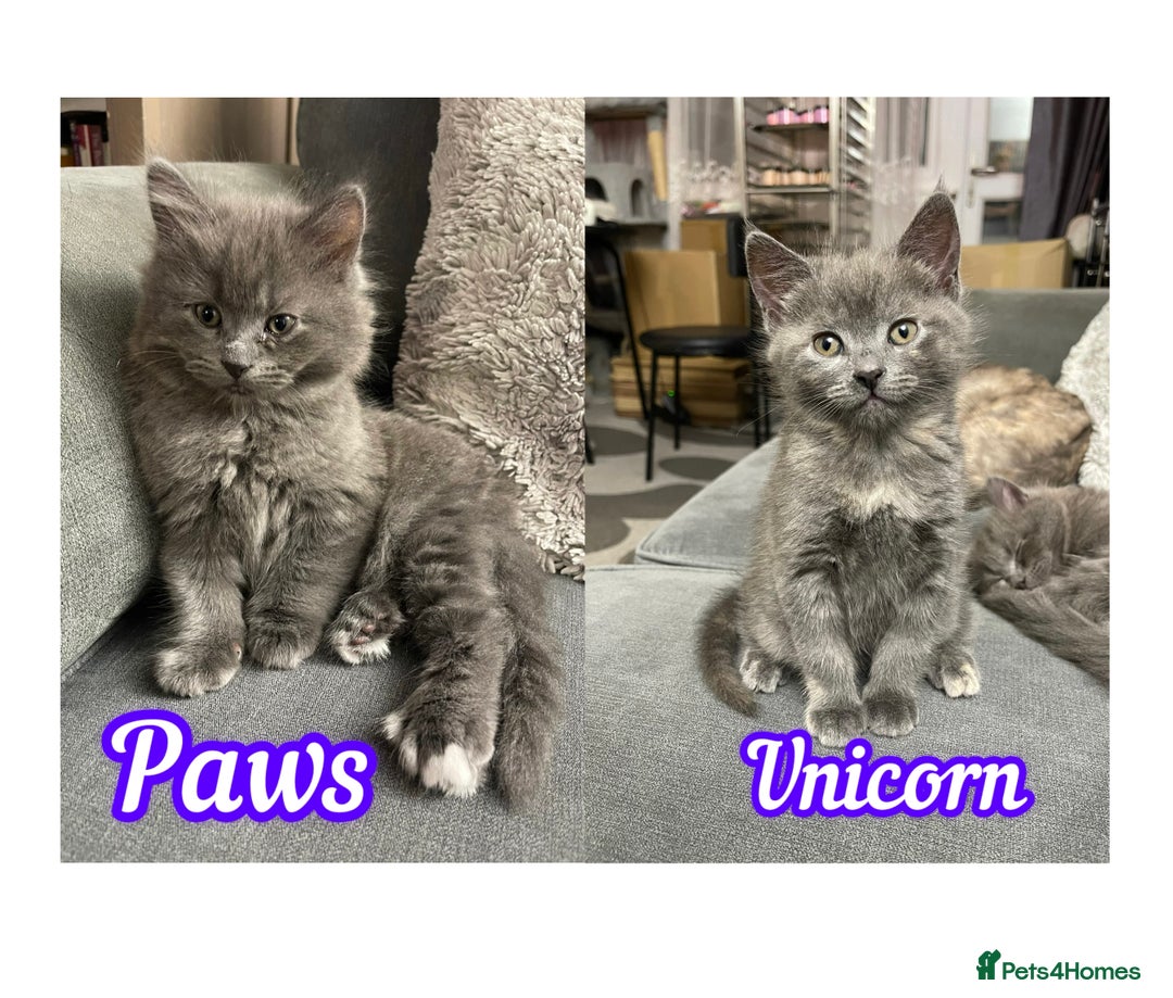 Mixed Breed cats for sale: 3/4 Maine Coon Polydactyl Kittens - Advert 1