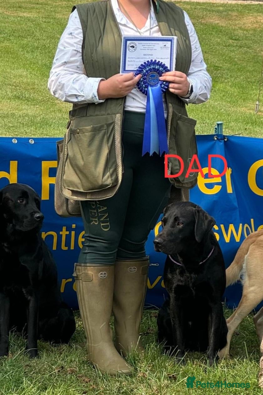 Labrador Retriever dogs Exceptional KC Champion Bloodline Pups - Advert 2