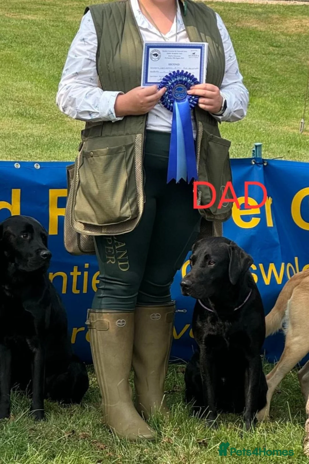 Labrador Retriever dogs for sale: Exceptional KC Champion Bloodline Pups - Advert 2