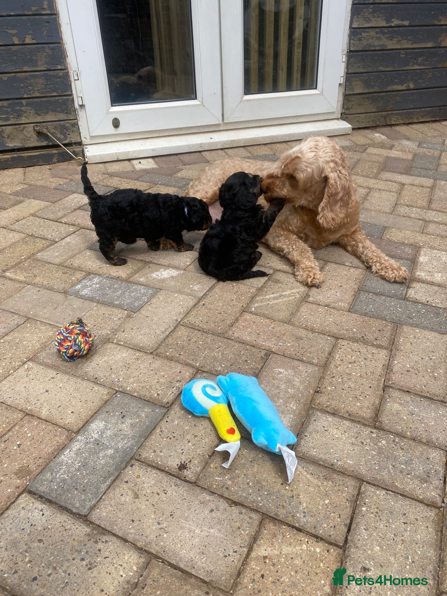 Cockapoo dogs F1b cockapoo 5 female 1 male - Advert 2