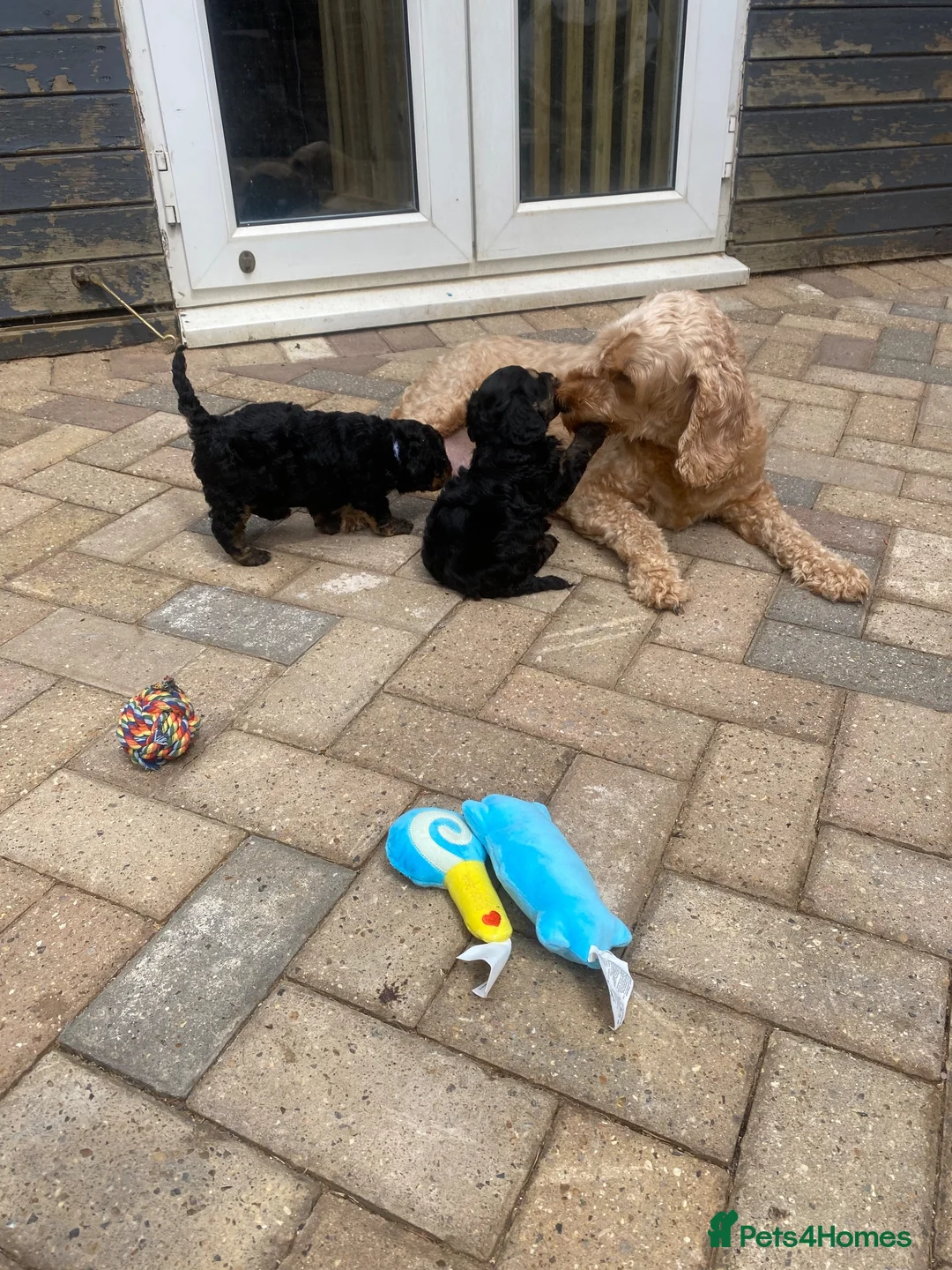 Cockapoo dogs for sale: F1b cockapoo 5 female 1 male - Advert 2