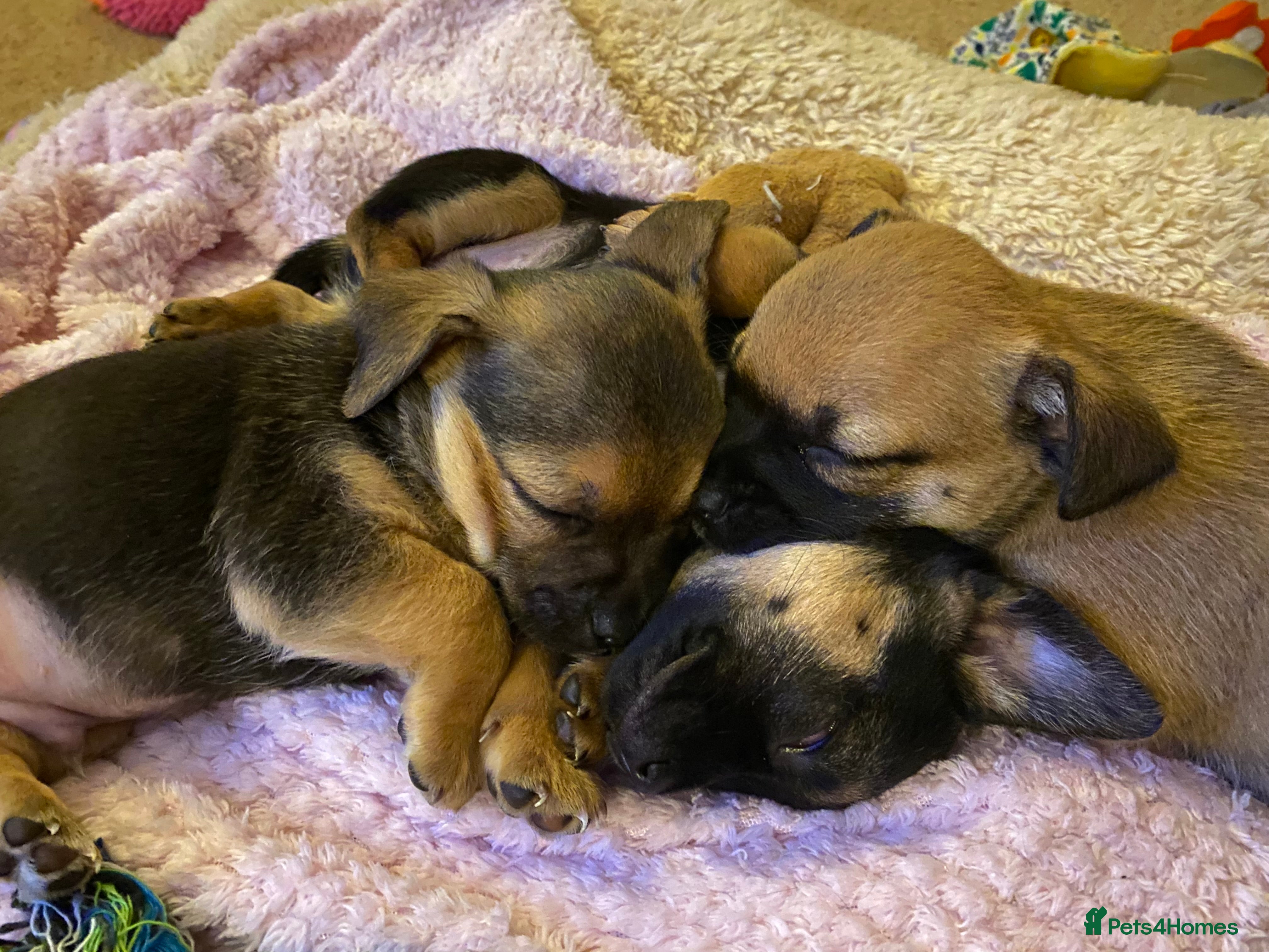 Chihuahua dogs ONLY 2 LEFT!!! Beautiful chihuahua pups - Advert 1