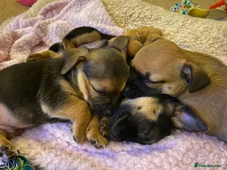 Chihuahua dogs ONLY 2 LEFT!!! Beautiful chihuahua pups - Advert 7