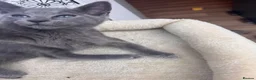 Mixed Breed cats for sale: Ragdoll cross Russian blue kittens in Barnet - Advert 3