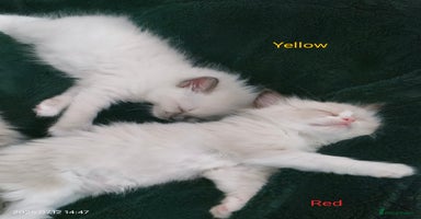 Ragdoll cats - Advert 5