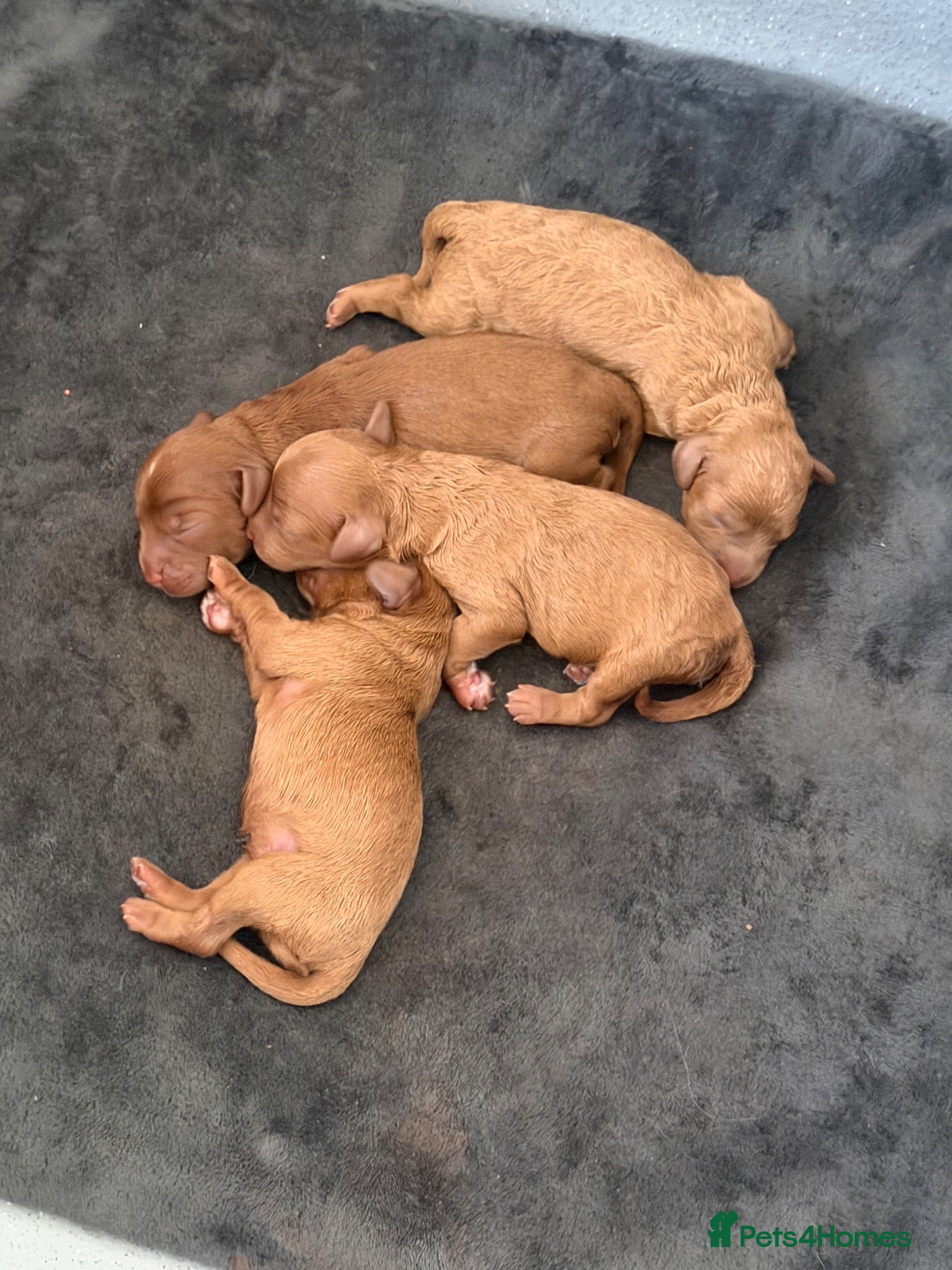 Cavapoo dogs F1b Cavapoos for sale  - Advert 17