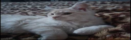 Maine Coon cats for sale: Beautiful Mainecoon kittins to sale - Advert 8