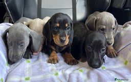 Dachshund dogs for sale: GORGEOUS KC REG STANDARD MALE PUPS  - Advert 7