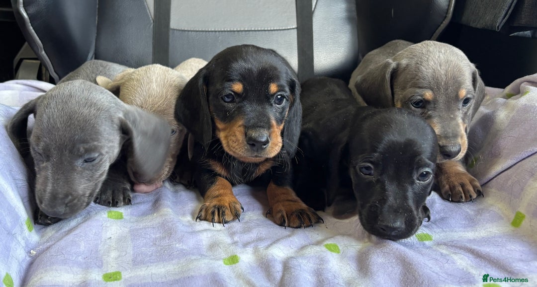 Dachshund dogs for sale: GORGEOUS KC REG STANDARD MALE PUPS  - Advert 7