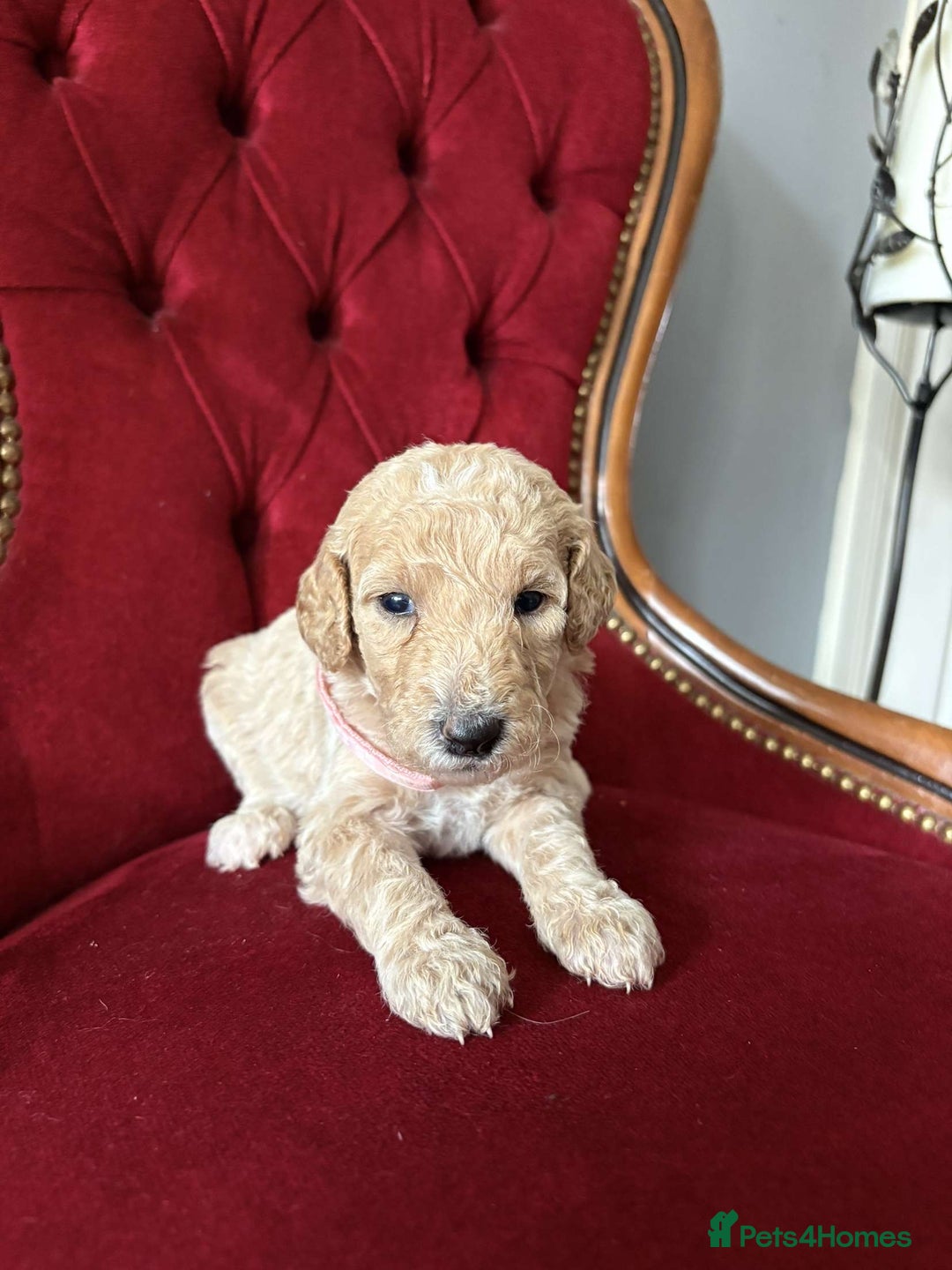 Goldendoodle dogs for sale: Golden Doodle litter  - Image 19