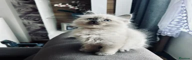 Ragdoll Kitten 1