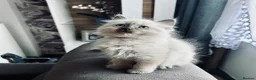 Ragdoll cats for sale: 😻Beautiful Purebred Ragdoll Kittens😻 - Advert 7