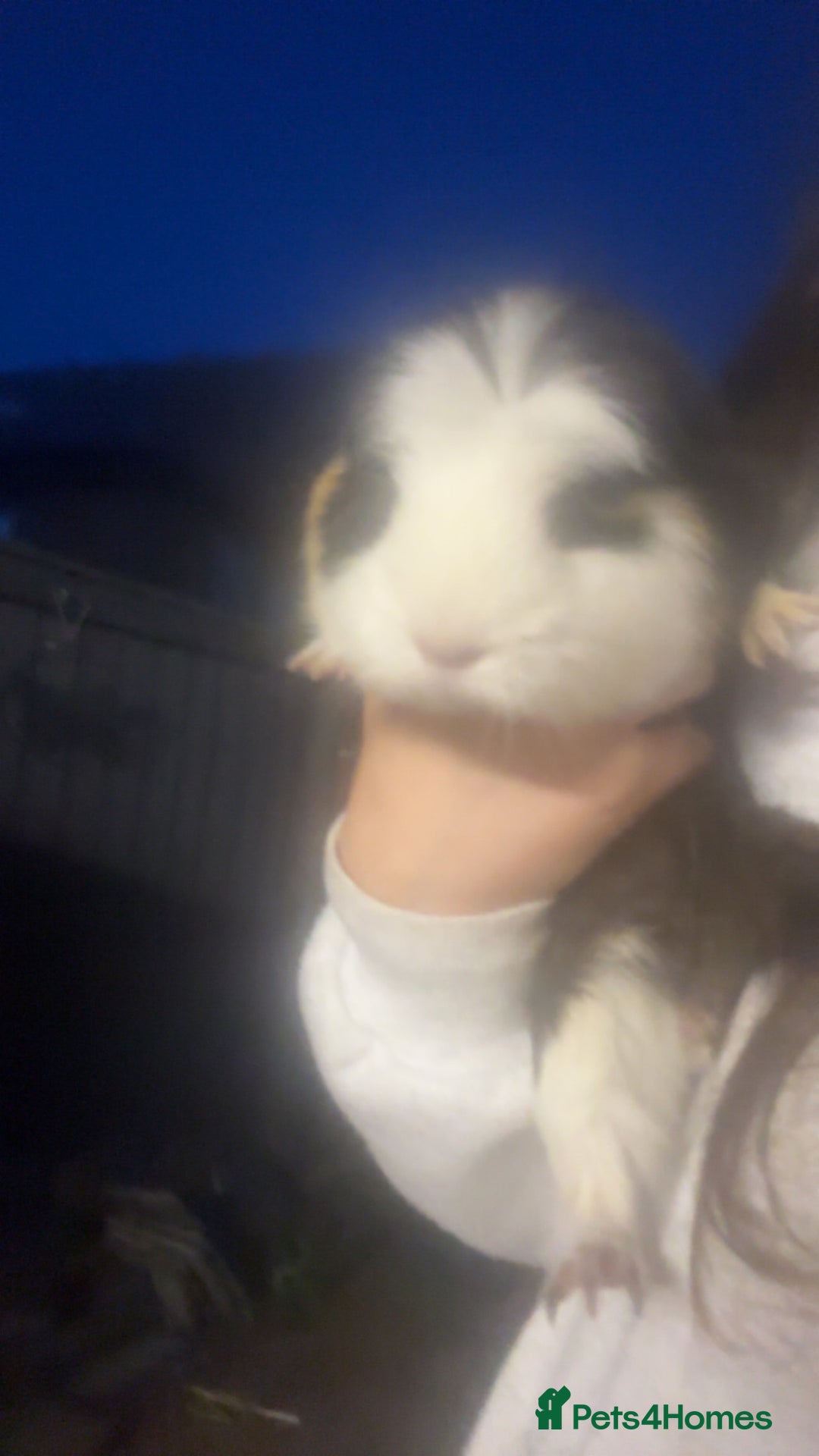 Guinea Pig rodents for sale: Female Guinea Pig - Image 3