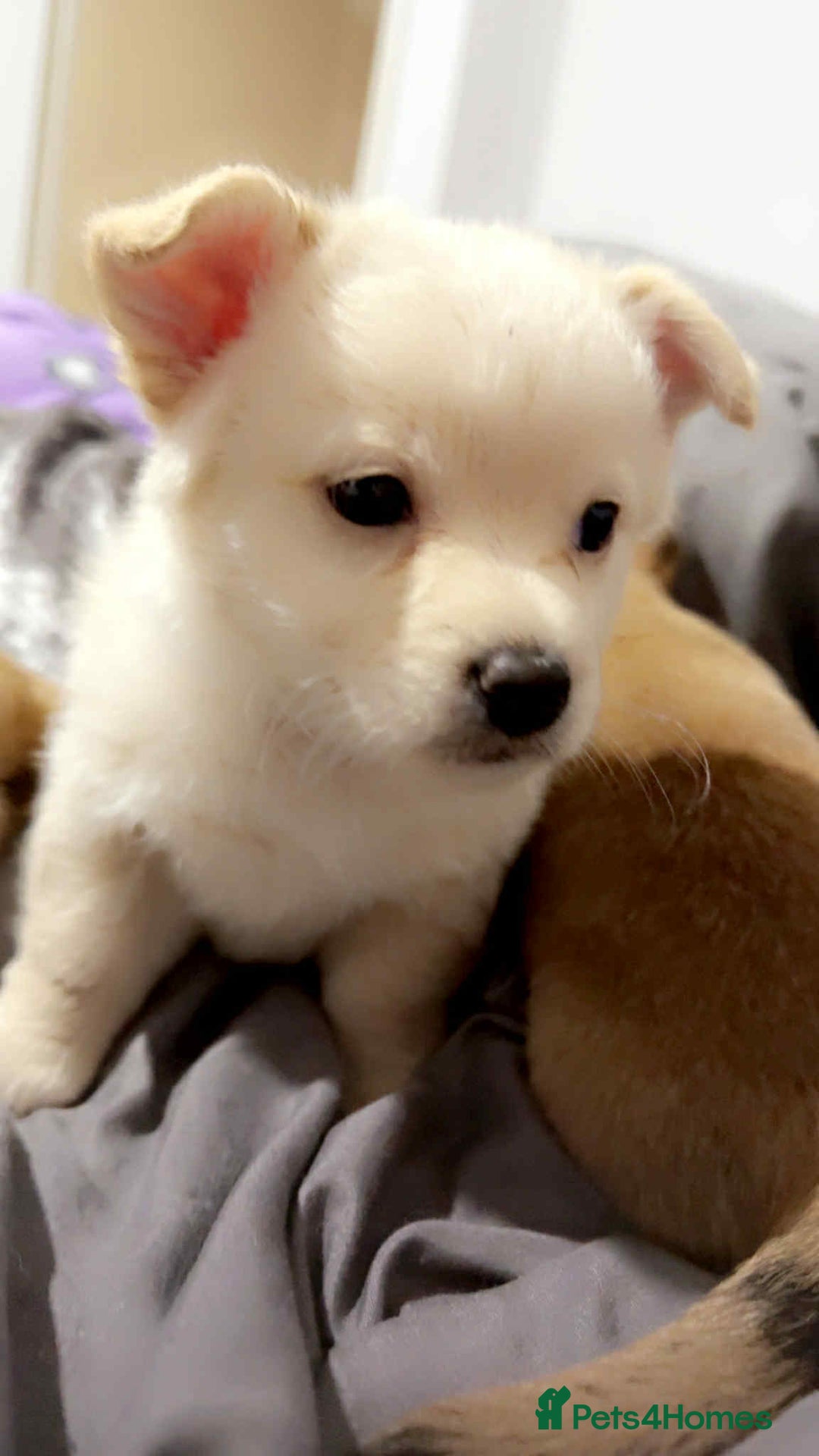 Mixed Breed dogs for sale: 2 chihuahua x jack Russell  - Image 5