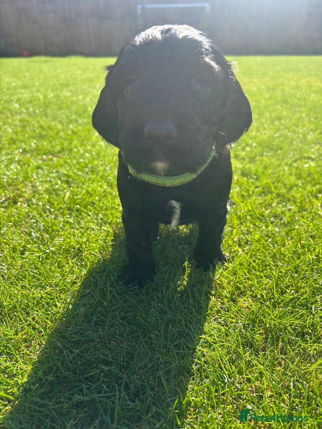 Cocker Spaniel dogs for sale: Beautiful working cocker boy - Image 1