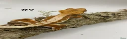 Gecko reptiles for sale: Adult + Juvenile Crested Geckos inc. Lilly Whites - Advert 17