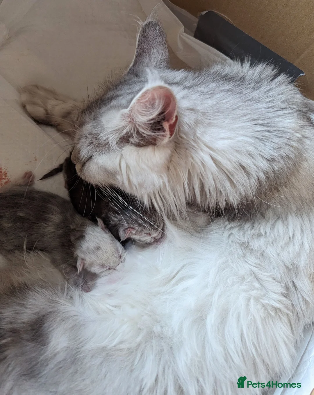 Maine Coon cats for sale: Male Maine Coon Kittens  in Alfreton - Advert 13