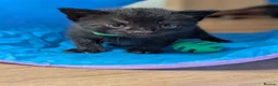 Mixed Breed cats for sale: Mixed Maine Coon Kittens  - Advert 9