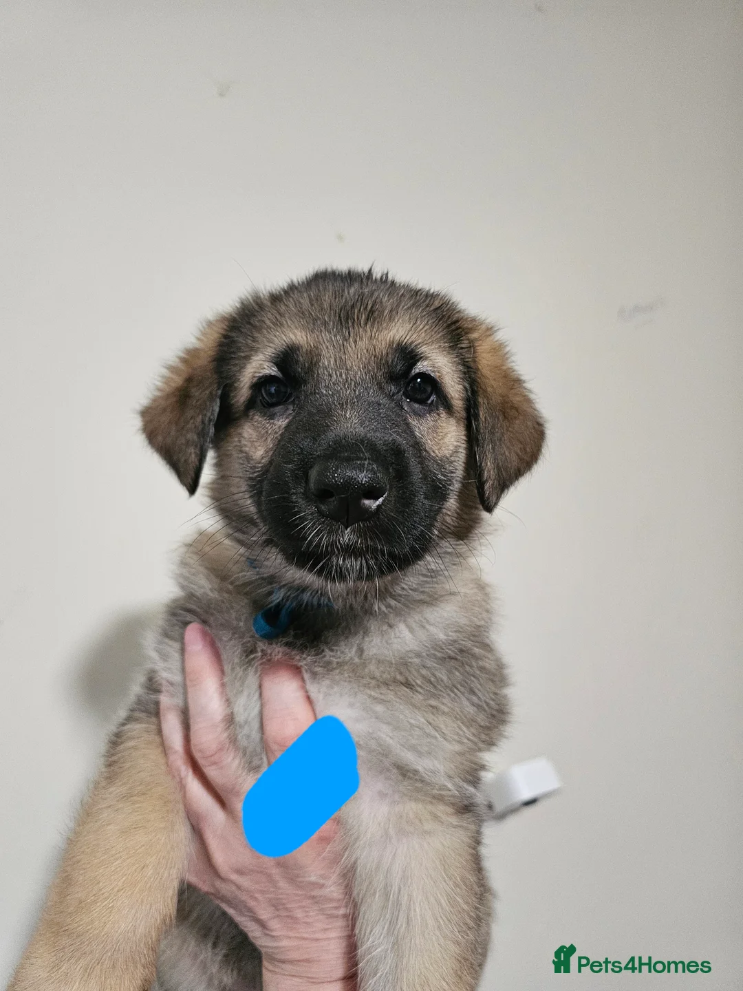German Shepherd dogs for sale: Straight backed Female German Shepherds  - Advert 10