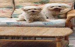 Bichon Frise dogs for adoption: Meet WALLACE - a Beautiful boy for a Loving Home - Image 8