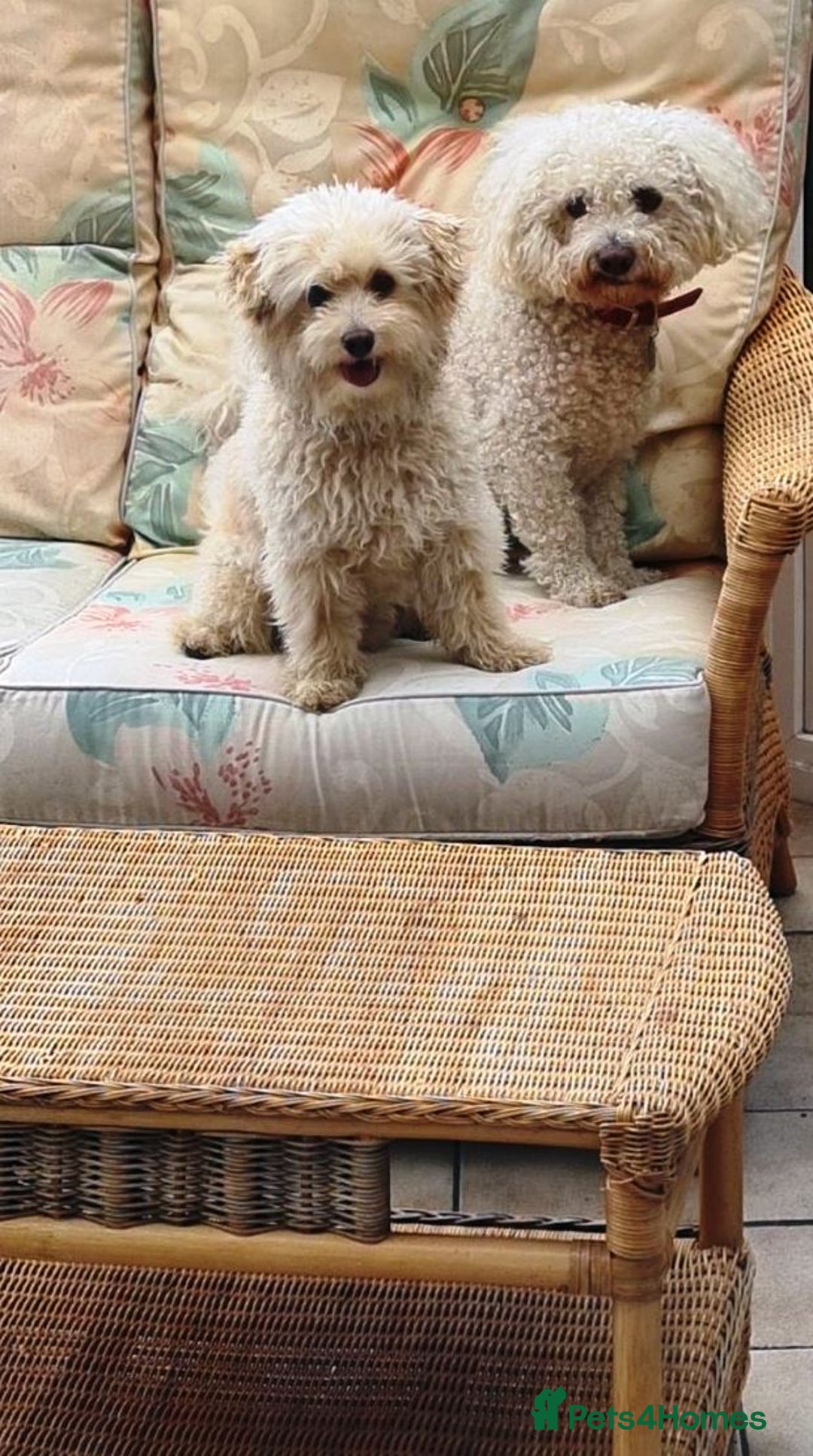 Bichon Frise dogs for adoption: Meet WALLACE - a Beautiful boy for a Loving Home - Image 8