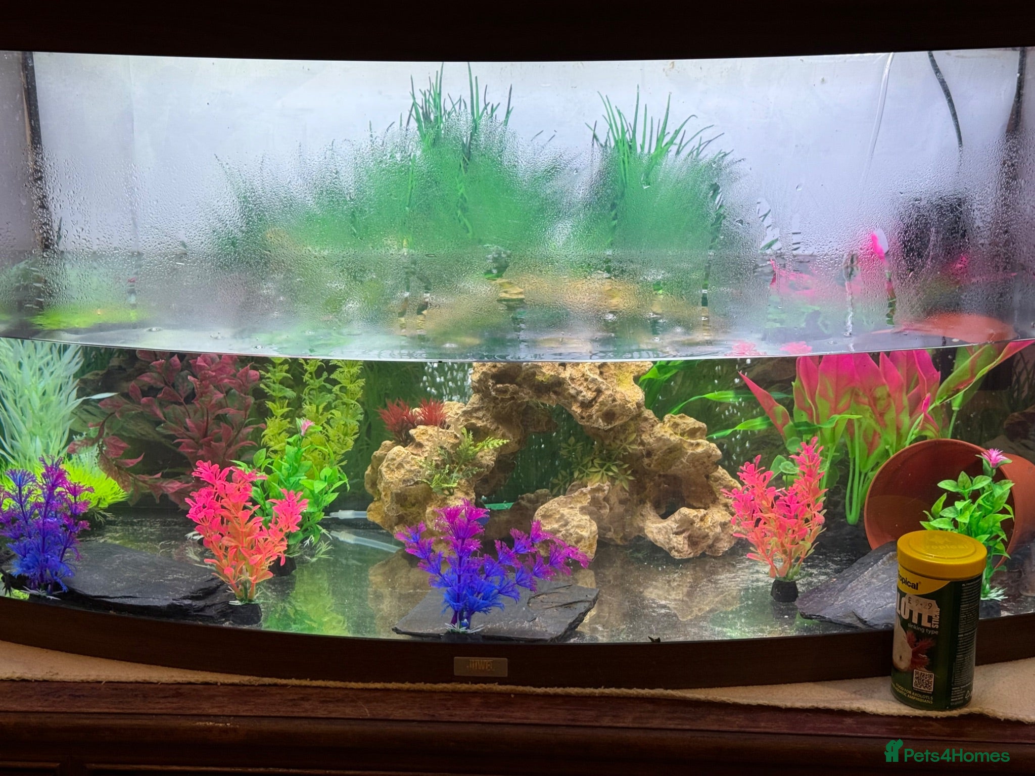Axolotl reptiles Axalotols and tank  - Advert 11