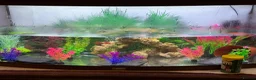 Axolotl reptiles for sale: Axalotols and tank  - Advert 1