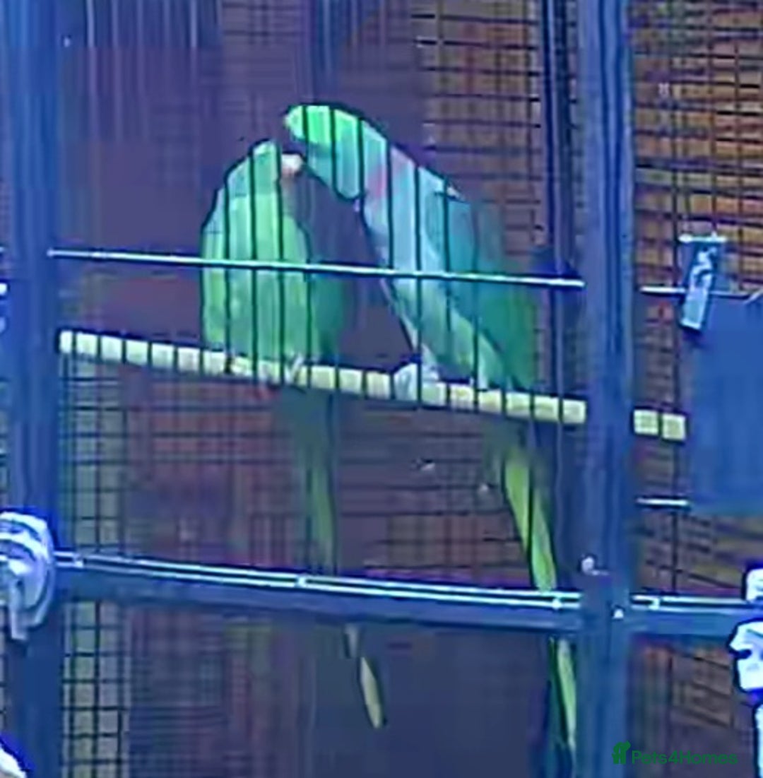 Parrots birds for sale: Alexanderine proven pair beautiful large  - Image 7