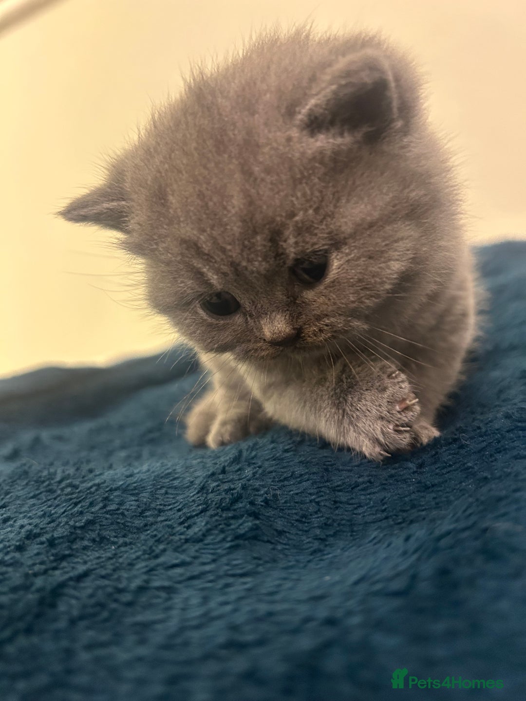 British Shorthair cats for sale: Meet the GCCF British Shorthair - Cuties - Image 9