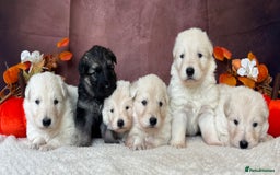 German Shepherd dogs for sale: KC White German Shepherd Puppies!👀🏡 - Image 1
