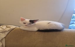 Mixed Breed cats for sale: Mixed ragdol /Turkish angora  - Image 1