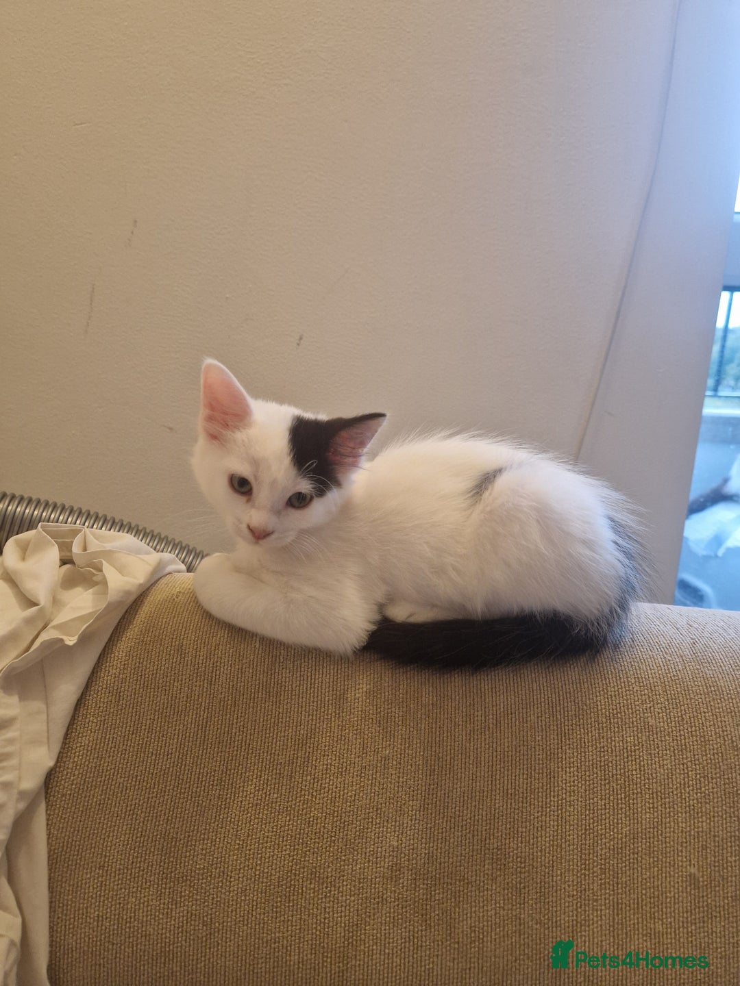 Mixed Breed cats for sale: Mixed ragdol /Turkish angora  - Image 1