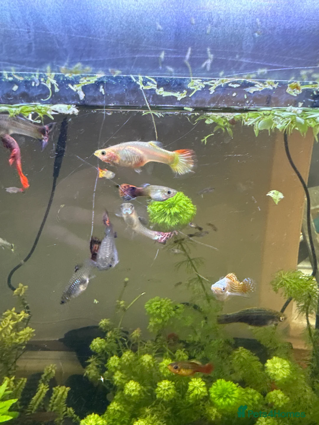 Live Bearers fish for sale: Beautiful male and female guppies - Advert 2