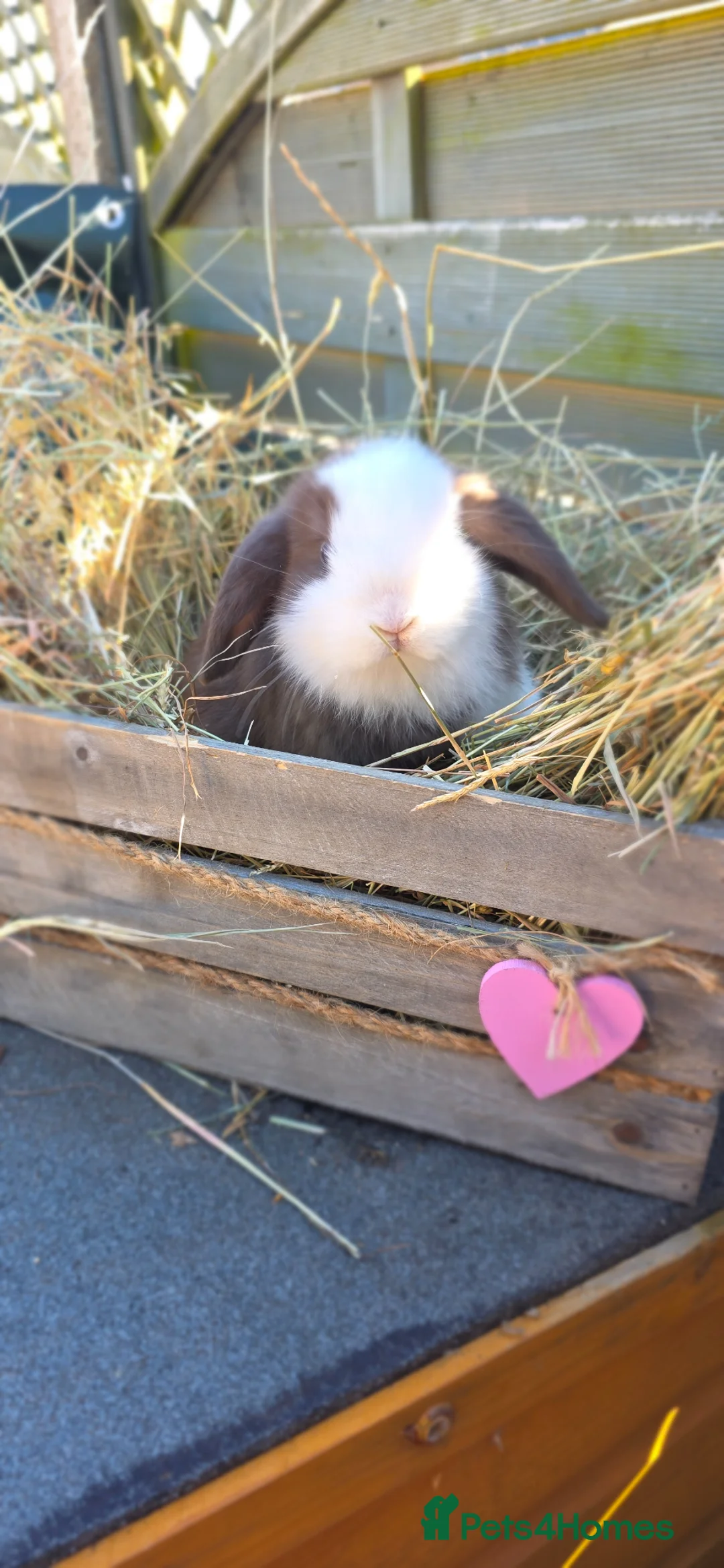 Mini Lop rabbits for sale: Minilop Babies  - Advert 6