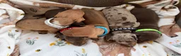Miniature Dachshund dogs for sale: Miniature dachshund puppies available  - Advert 4