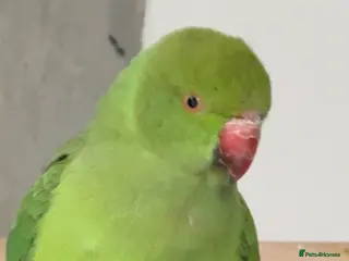 Ringnecks birds Ringneck parrot - Advert 1