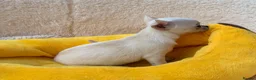 Chihuahua dogs for sale:  Gorgeous Brown Male and White Female Chihuahuas - Advert 5