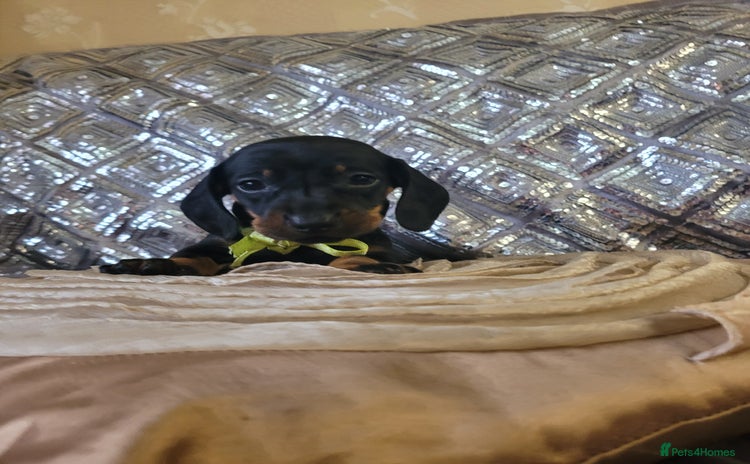 Miniature Dachshund dogs - Advert 11
