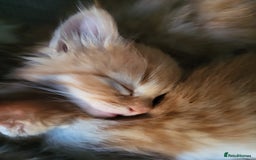 Mixed Breed cats for sale: 2 Beautiful Male Ginger Fluffy Kittens - Image 3