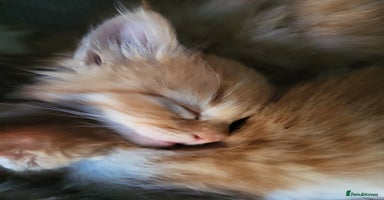 Mixed Breed cats - Advert 4