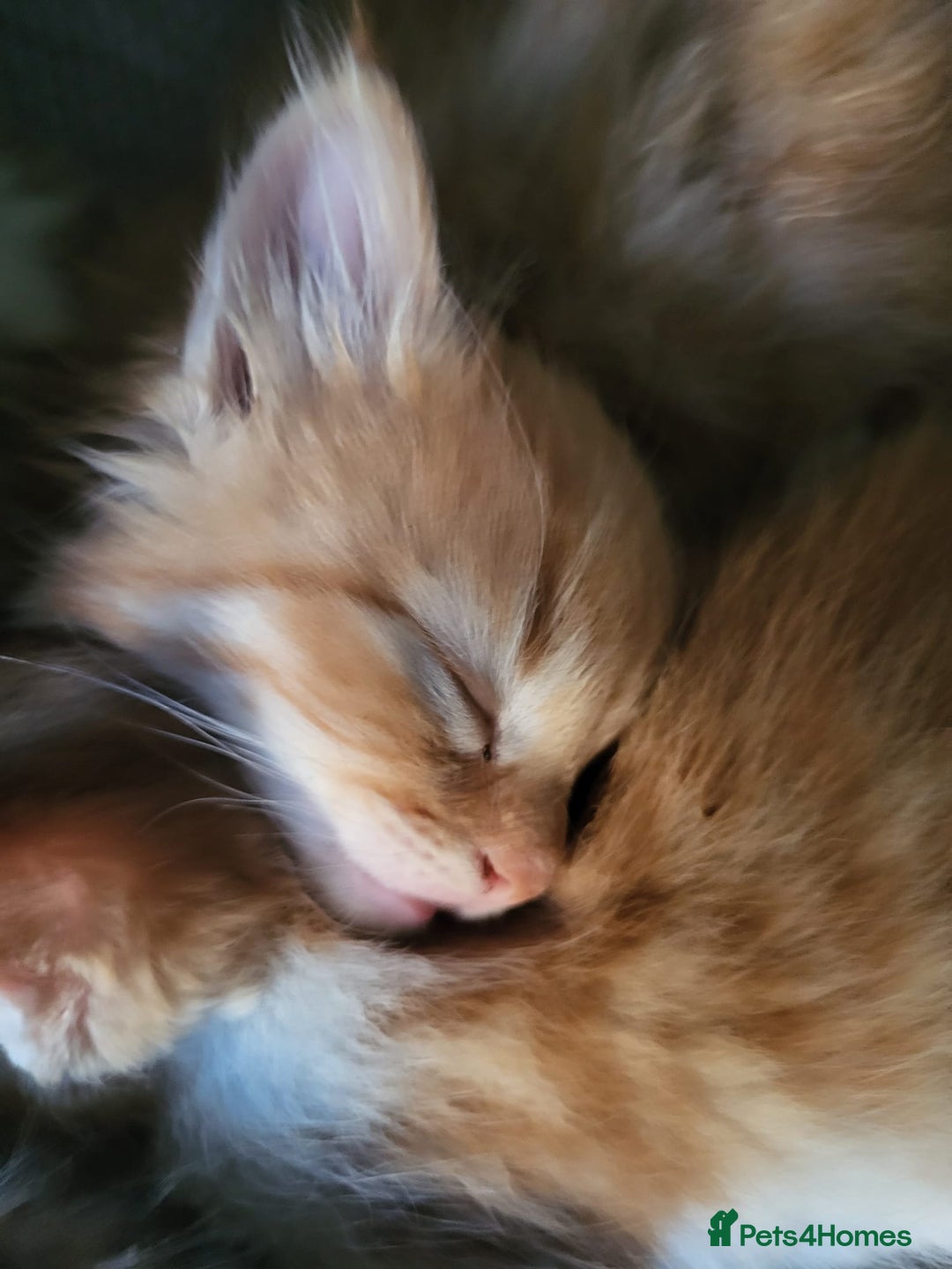 Mixed Breed cats for sale: 2 Beautiful Male Ginger Fluffy Kittens - Image 3