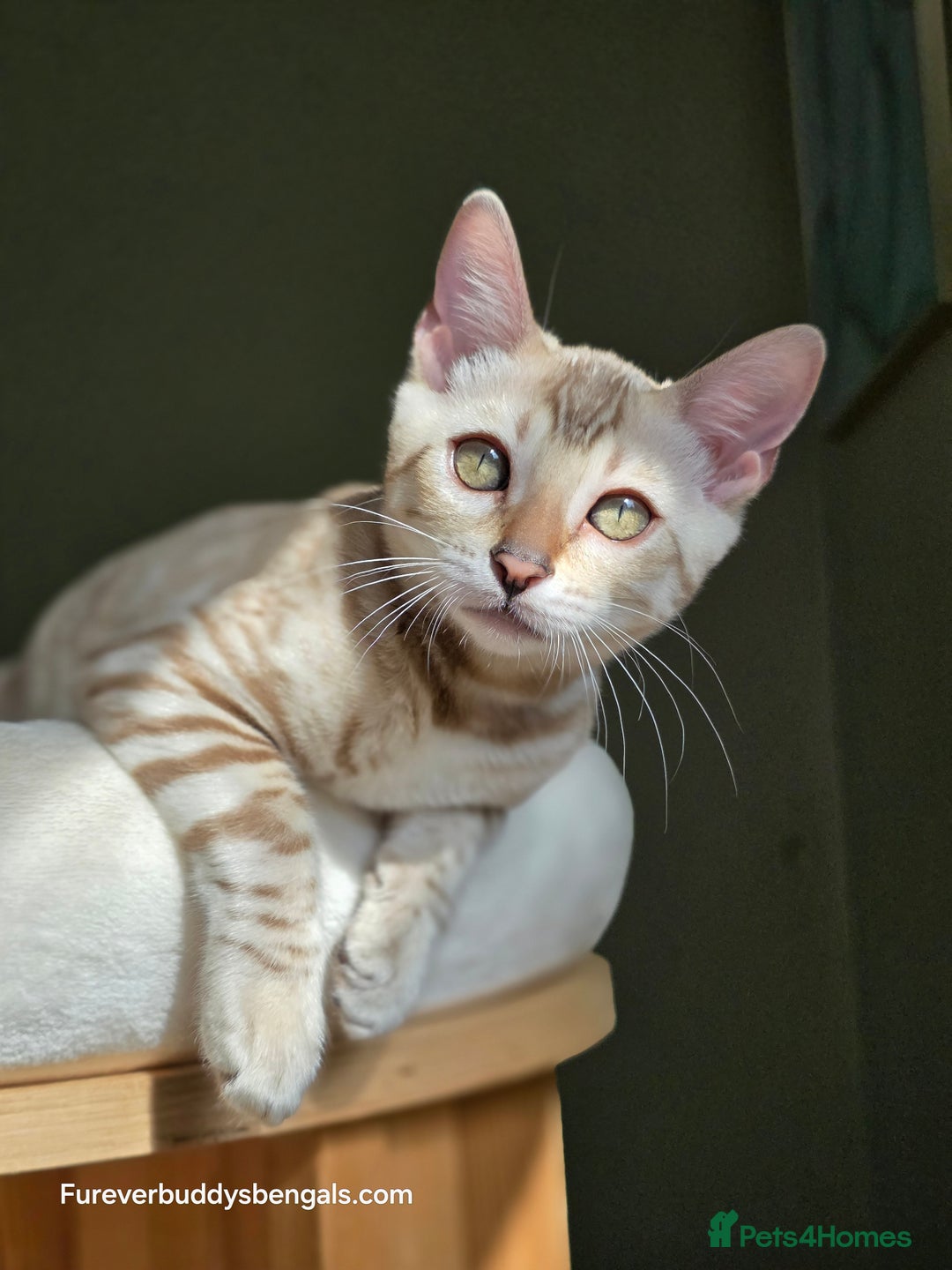 Bengal cats for sale: Clouded Mink Rosetted Bengal Girl - Image 8