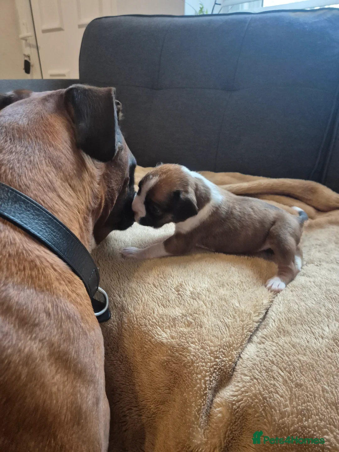 Boxer dogs for sale: STUNNING KC BOXER PUPPIES WITH CHAMPION BLOODLINES - Advert 17