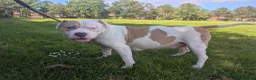 American Bulldog dogs for sale: American Bulldog Puppies - Advert 36