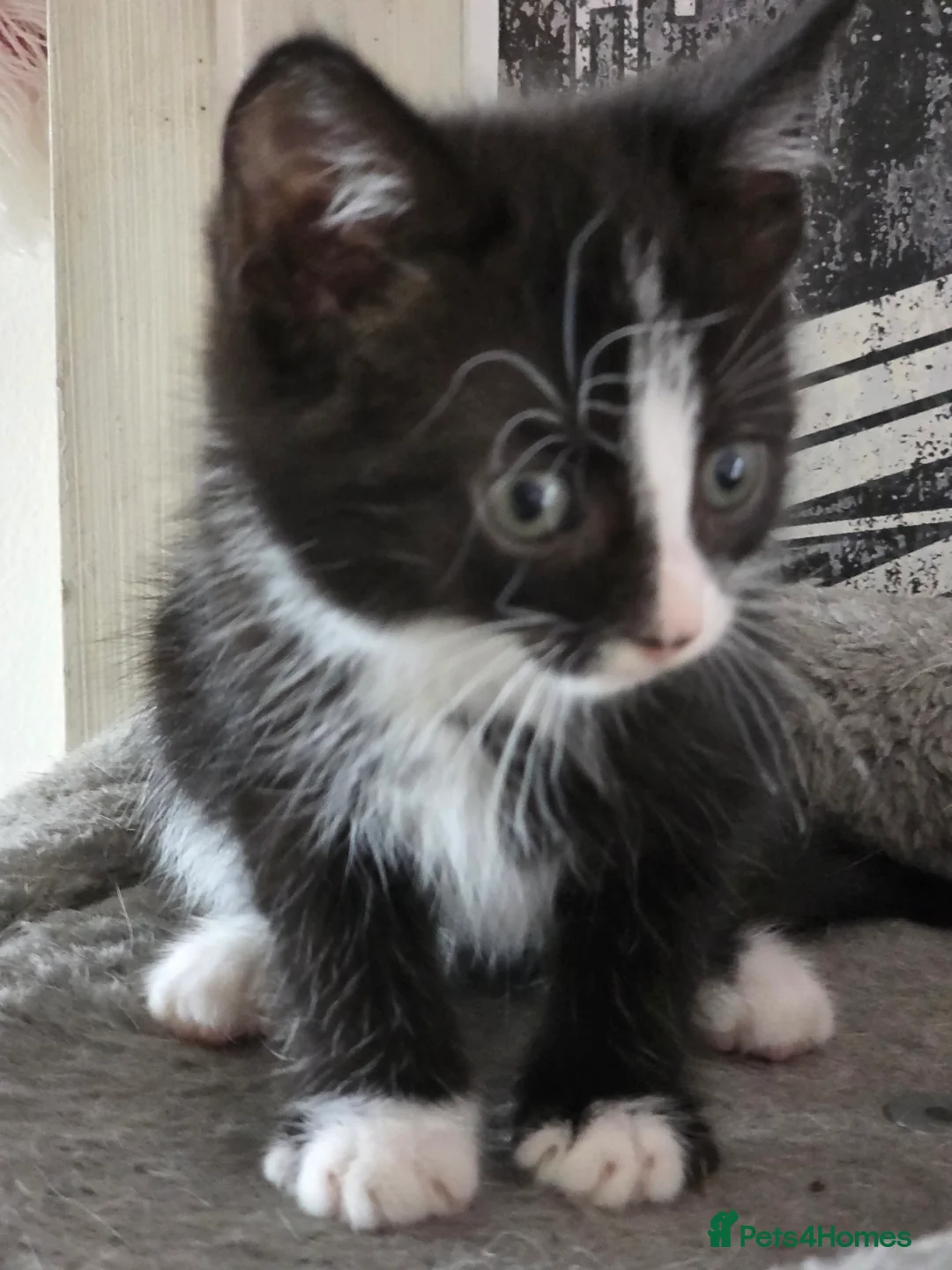 Mixed Breed cats for sale: Gorgeous litter of kittens ready now  - Advert 2