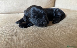 Goldendoodle dogs for sale: 12 Stunning Goldendoodles - Image 31