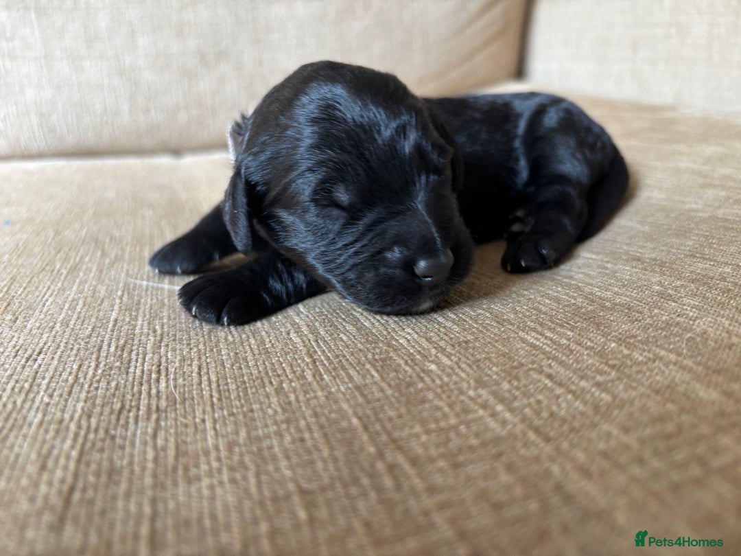 Goldendoodle dogs for sale: 12 Stunning Goldendoodles - Image 31